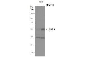 Image no. 2 for anti-Matrix Metallopeptidase 10 (Stromelysin 2) (MMP10) (Center) antibody (ABIN2855602)