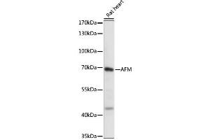 Image no. 1 for anti-Afamin (AFM) antibody (ABIN6290052)