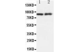 Image no. 4 for anti-Heat Shock Protein 90kDa beta (Grp94), Member 1 (HSP90B1) (AA 687-700), (Middle Region) antibody (ABIN3044299)