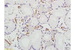 Prominin 2 antibody  (AA 301-400)