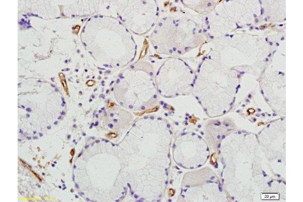 Prominin 2 antibody  (AA 301-400)