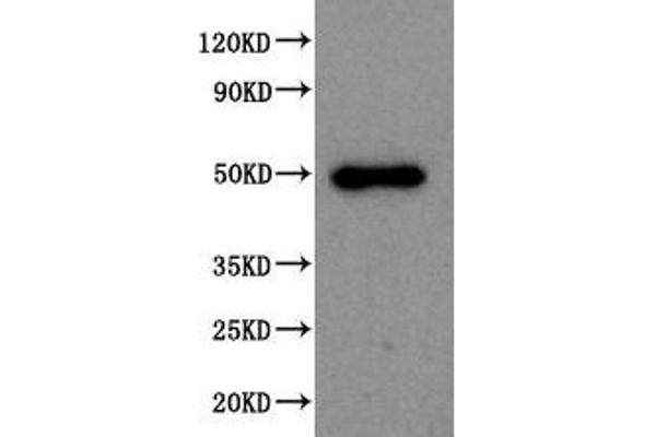 SPOCK1 Antikörper  (AA 290-435)