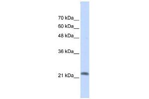 Image no. 1 for anti-RAS-Like, Family 10, Member A (RASL10A) (N-Term) antibody (ABIN634426)
