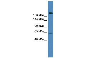 Image no. 2 for anti-Ubiquitin Specific Peptidase 9, X-Linked (USP9X) (C-Term) antibody (ABIN929203)