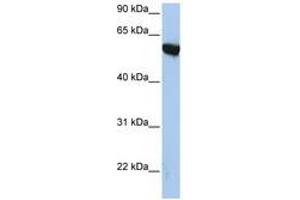 Image no. 1 for anti-Amyloid beta (A4) Precursor Protein-Binding, Family A, Member 3 (APBA3) (AA 144-193) antibody (ABIN6741493)