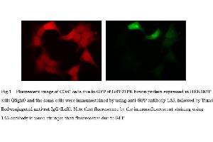 Immunofluorescence (IF) image for anti-Green Fluorescent Protein (GFP) antibody (ABIN2451988)
