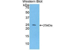 Image no. 1 for anti-Sprouty Homolog 3 (SPRY3) (AA 91-288) antibody (ABIN1860624)