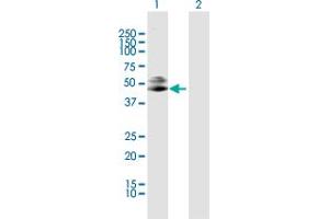 Image no. 1 for anti-Interleukin 10 Receptor, beta (IL10RB) (AA 1-325) antibody (ABIN948028)