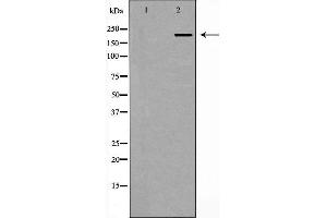 Image no. 1 for anti-Pericentriolar Material 1 (PCM1) antibody (ABIN6264068)
