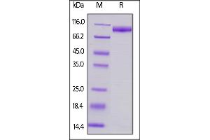 Image no. 2 for Signal-Regulatory Protein alpha (SIRPA) (AA 32-373) protein (Fc Tag) (ABIN6253543)