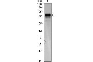 Image no. 1 for anti-Fms-Related Tyrosine Kinase 4 (FLT4) antibody (ABIN969147)