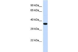 Image no. 1 for anti-Transducer of ERBB2, 2 (TOB2) (Middle Region) antibody (ABIN2774214)
