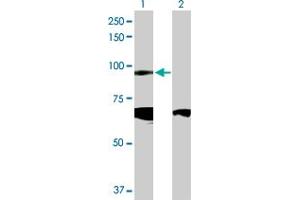 Image no. 1 for anti-Cadherin 19 (CDH19) (AA 1-772) antibody (ABIN526003)