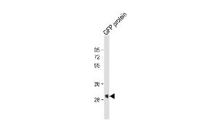 GFP protein lysate probed with bsm-51005M GFP Tag (168AT1211) Monoclonal Antibody at 1:2000 dilution and 4℃ overnight incubation, followed by secondary antibody incubation for 60min at room temperature.
