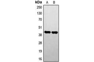 Image no. 2 for anti-serine/threonine Kinase 17b (STK17B) (Center) antibody (ABIN2707115)