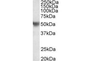 Image no. 1 for anti-Apolipoprotein H (Beta-2-Glycoprotein I) (APOH) (AA 145-157) antibody (ABIN870671)