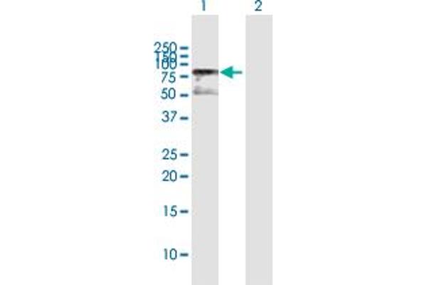 MECP2 antibody  (AA 1-486)