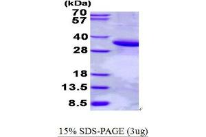 Image no. 1 for phospholipid Scramblase 1 (PLSCR1) protein (His tag) (ABIN1098446)