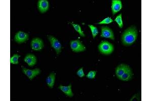 Immunofluorescence staining of A549 cells with ABIN7166791 at 1:100, counter-stained with DAPI.