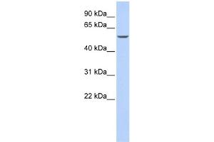 Image no. 1 for anti-GATA Binding Protein 6 (GATA6) (N-Term) antibody (ABIN2779715)