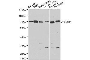 Bestrophin 1 Antikörper  (AA 200-300)