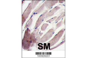 Image no. 2 for anti-Mitogen-Activated Protein Kinase 12 (MAPK12) (AA 336-367), (C-Term) antibody (ABIN391734)
