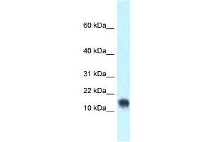 LYNX1 antibody  (Middle Region)