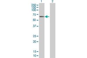 XRCC4 antibody  (AA 1-336)