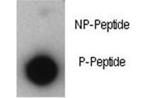 Dot blot analysis of phosphorylated-p21 antibody.