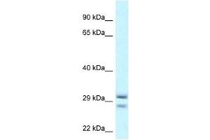 Image no. 1 for anti-Ras-Like Without CAAX 1 (RIT1) (Middle Region) antibody (ABIN926792)