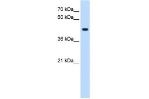 Image no. 1 for anti-serine/threonine/tyrosine Kinase 1 (STYK1) (C-Term) antibody (ABIN2782971)