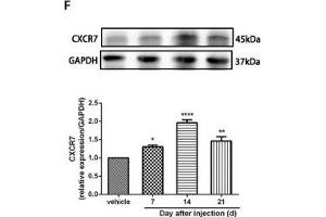 Image no. 32 for anti-Glyceraldehyde-3-Phosphate Dehydrogenase (GAPDH) antibody (ABIN3020541)