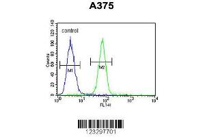 Image no. 3 for anti-Deoxyribose-Phosphate Aldolase (DERA) (AA 12-41), (N-Term) antibody (ABIN652710)