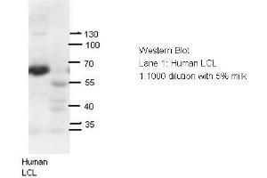 Image no. 4 for anti-Autoimmune Regulator (AIRE) (N-Term) antibody (ABIN2779777)