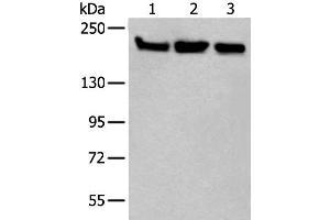 Western blot analysis of Hela 231 and K562 cell lysates using XRN1 Polyclonal Antibody at dilution of 1:250