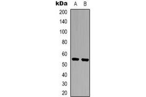 Image no. 3 for anti-rho Guanine Nucleotide Exchange Factor (GEF) 3 (ARHGEF3) (C-Term) antibody (ABIN2801366)