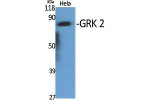 Image no. 2 for anti-Adrenergic, Beta, Receptor Kinase 1 (ADRBK1) (C-Term) antibody (ABIN3184940)