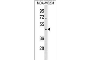 SEPT12 Antibody (Center) (ABIN1538104 and ABIN2838300) western blot analysis in MDA-M cell line lysates (35 μg/lane).