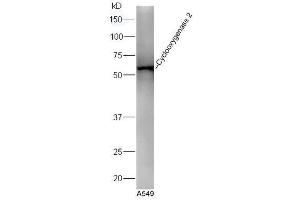 Image no. 4 for anti-Prostaglandin-Endoperoxide Synthase 2 (Prostaglandin G/H Synthase and Cyclooxygenase) (PTGS2) (AA 501-604) antibody (ABIN672471)