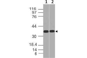 Image no. 1 for anti-Transcription Factor 19 (TCF19) (AA 86-291) antibody (ABIN5027525)