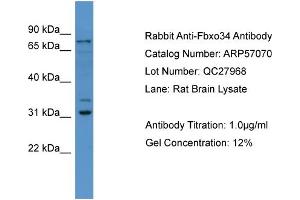 Image no. 1 for anti-F-Box Protein 34 (FBXO34) (N-Term) antibody (ABIN2787048)