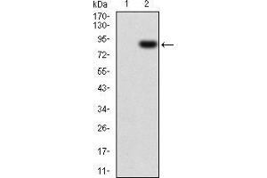 Image no. 3 for anti-Colony Stimulating Factor 1 Receptor (CSF1R) (AA 20-152) antibody (ABIN5542590)