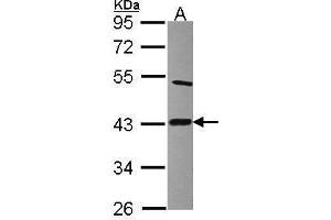 WB Image Sample (30 ug of whole cell lysate) A: Raji 10% SDS PAGE antibody diluted at 1:2000