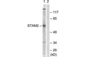 Image no. 1 for anti-Signal Transducing Adaptor Molecule (SH3 Domain and ITAM Motif) 2 (STAM2) (AA 161-210) antibody (ABIN1532784)