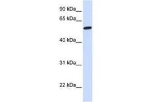 Image no. 1 for anti-NMDA Receptor Synaptonuclear Signaling and Neuronal Migration Factor (NSMF) (N-Term) antibody (ABIN6743102)
