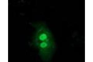 Image no. 3 for anti-Ubiquitin-Like 4A (UBL4A) antibody (ABIN1501648)