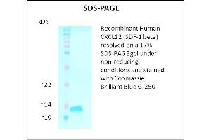 Image no. 1 for Stromal Cell Derived Factor 1 beta (SDF1b) (Active) protein (ABIN5509469)