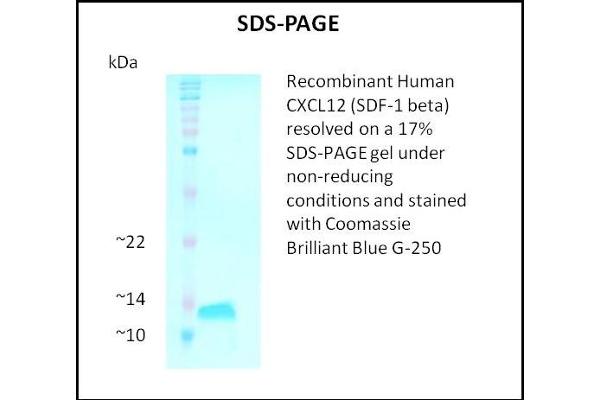 SDF1 beta Protéine