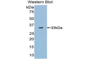 Image no. 1 for anti-OTU Domain, Ubiquitin Aldehyde Binding 1 (OTUB1) (AA 1-271) antibody (ABIN1171700)