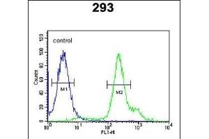RBM24 抗体  (N-Term)